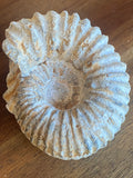 Ammonite Fossil