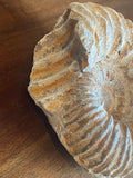 Ammonite Fossil