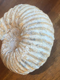 Ammonite Fossil